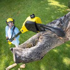 Why Choose Our Tree Removal Services in Warwick, RI?